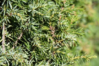 Juniperus communis 'Cracovia' (Krakow Common Juniper), leaf, mature
