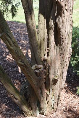 Juniperus communis 'Suecica' (Swedish Juniper), bark, trunk