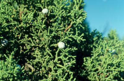 Juniperus osteosperma (Utah Juniper), leaf, summer