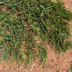 Juniperus horizontalis (Trailing Juniper), habit, summer