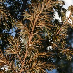 Juniperus communis var. depressa (Ground Juniper), leaf, lower surface