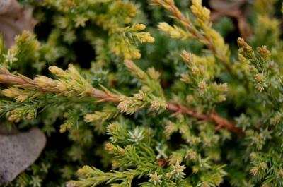 Juniperus procumbens (Japanese Garden Juniper), leaf, spring