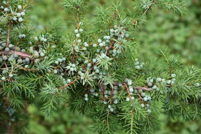 Juniperus oxycedrus (Prickly Juniper), cone, immature