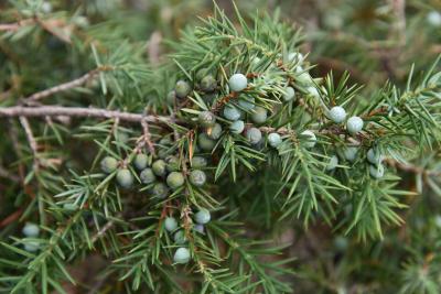 Juniperus oxycedrus (Prickly Juniper), cone, immature