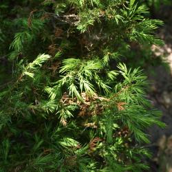 Juniperus communis var. depressa (Ground Juniper), leaf, summer