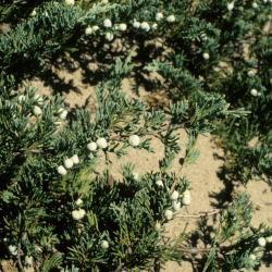 Juniperus horizontalis (Trailing Juniper), cone, mature