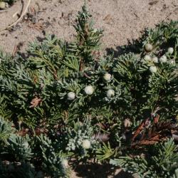 Juniperus horizontalis (Trailing Juniper), cone, immature