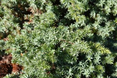 Juniperus rigida subsp. conferta (Shore Juniper), leaf, fall