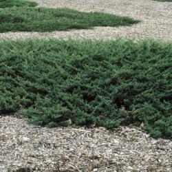 Juniperus procumbens (Japanese Garden Juniper), habit, spring