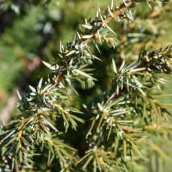 Juniperus communis var. depressa (Ground Juniper), leaf, fall
