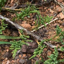 Juniperus horizontalis (Trailing Juniper), bark, twig