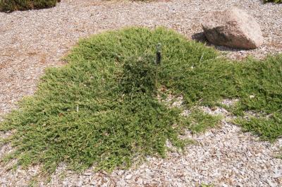 Juniperus horizontalis 'Hughes' (Hughes Trailing Juniper), habit, spring