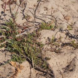 Juniperus horizontalis (Trailing Juniper), habitat