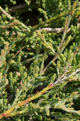 Juniperus horizontalis 'Hughes' (Hughes Trailing Juniper), leaf, spring