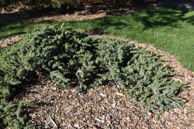 Juniperus rigida subsp. conferta (Shore Juniper), habit, fall