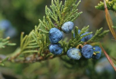 Juniperus horizontalis (Trailing Juniper), cone, mature