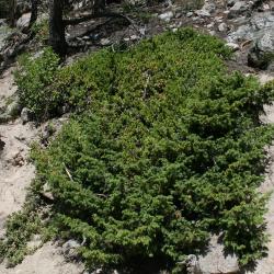Juniperus communis var. depressa (Ground Juniper), habit, summer