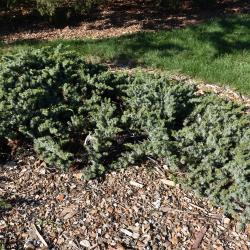 Juniperus rigida subsp. conferta (Shore Juniper), habit, fall