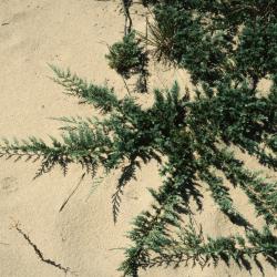 Juniperus horizontalis (Trailing Juniper), habit, summer