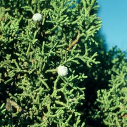Juniperus osteosperma (Utah Juniper), leaf, summer