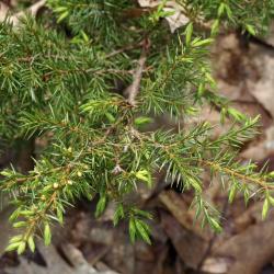 Juniperus communis var. depressa (Ground Juniper), leaf, spring