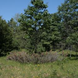Juniperus communis var. depressa (Ground Juniper), habitat