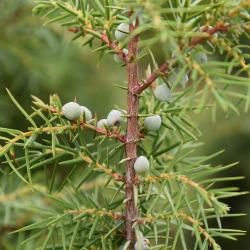 Juniperus oxycedrus (Prickly Juniper), cone, immature