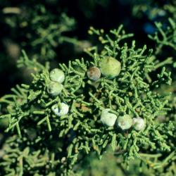 Juniperus osteosperma (Utah Juniper), cone, immature