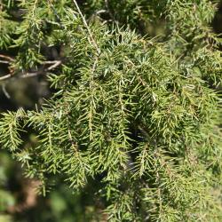 Juniperus rigida (Needle Juniper), leaf, fall