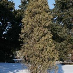 Juniperus scopulorum (Rocky Mountain Juniper), habit, winter