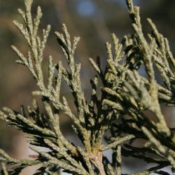 Juniperus scopulorum (Rocky Mountain Juniper), leaf, winter