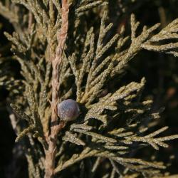 Juniperus scopulorum (Rocky Mountain Juniper), cone, mature