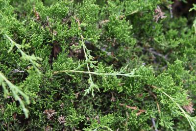 Juniperus virginiana 'Pendula' (Weeping Eastern Red-cedar), leaf, summer