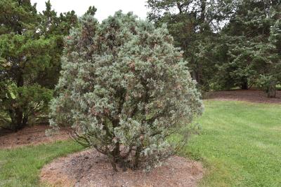 Juniperus scopulorum 'Hillburn's Silver Globe' (Hillburn's Silver Globe Rocky Mountain Juniper), habit, summer