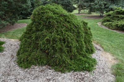 Juniperus virginiana 'Pendula' (Weeping Eastern Red-cedar), habit, summer