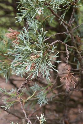 Juniperus scopulorum 'Hillburn's Silver Globe' (Hillburn's Silver Globe Rocky Mountain Juniper), leaf, summer