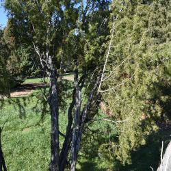 Juniperus rigida (Needle Juniper), habit, fall