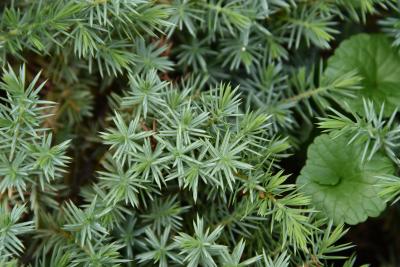 Juniperus rigida subsp. conferta (Shore Juniper), leaf, upper surface