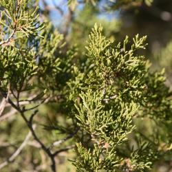 Juniperus virginiana 'Glenn Dale' (Glen Dale Eastern Red-cedar), leaf, mature