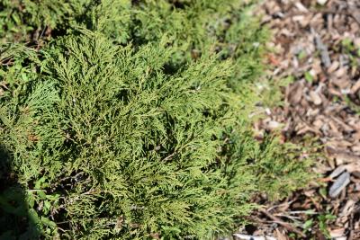 Juniperus sabina 'Skandia' (Skandia Savin Juniper), habit, fall