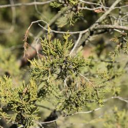 Juniperus virginiana 'Glenn Dale' (Glen Dale Eastern Red-cedar), leaf, mature