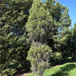 Juniperus scopulorum (Rocky Mountain Juniper), habit, fall