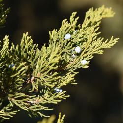 Juniperus virginiana 'Glenn Dale' (Glen Dale Eastern Red-cedar), cone, mature