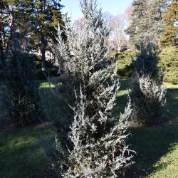 Juniperus scopulorum 'Blue Heaven' (Blue Heaven Rocky Mountain Juniper), habit, fall