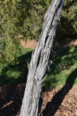 Juniperus rigida (Needle Juniper), bark, mature