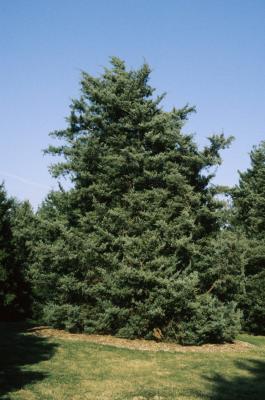Juniperus virginiana 'Glauca' (Blue Eastern Red-cedar), habit, spring