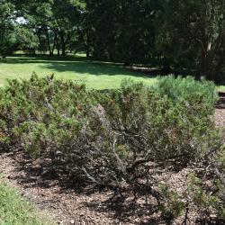 Juniperus sabina (Savin Juniper), habit, summer