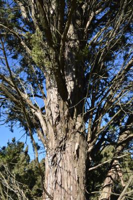 Juniperus virginiana 'Glenn Dale' (Glen Dale Eastern Red-cedar), bark, trunk