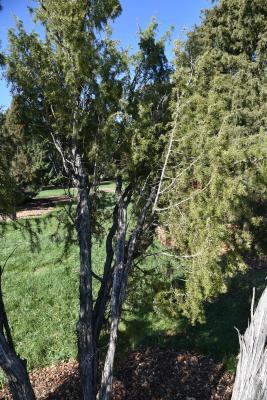 Juniperus rigida (Needle Juniper), habit, fall