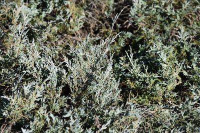 Juniperus scopulorum 'Silver King' PP1186 (Silver King Rocky Mountain Juniper), leaf, fall